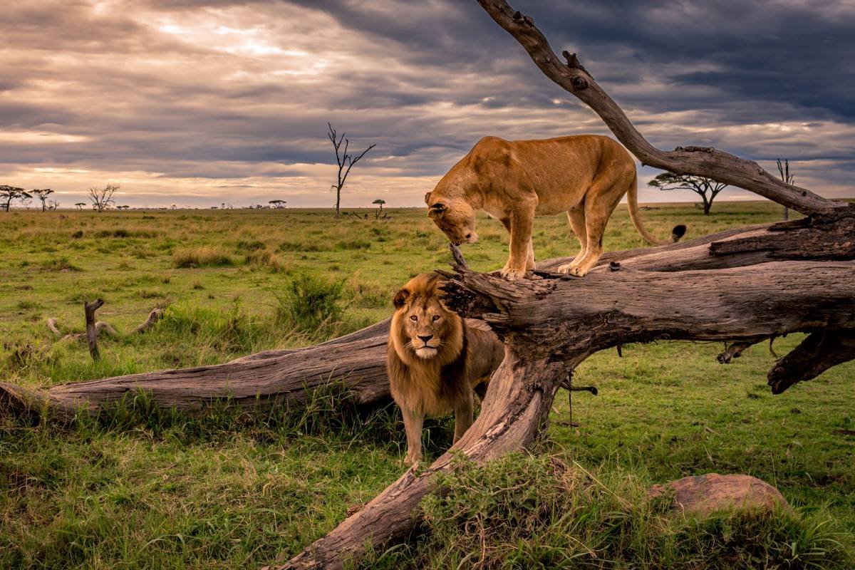 about Kenya
