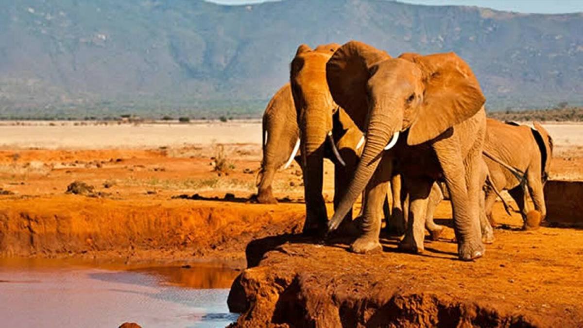 kenya safari tours