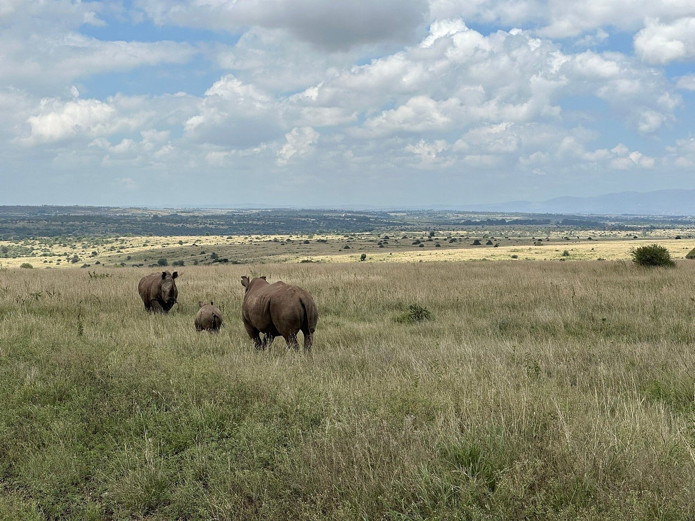 Nairobi National Park