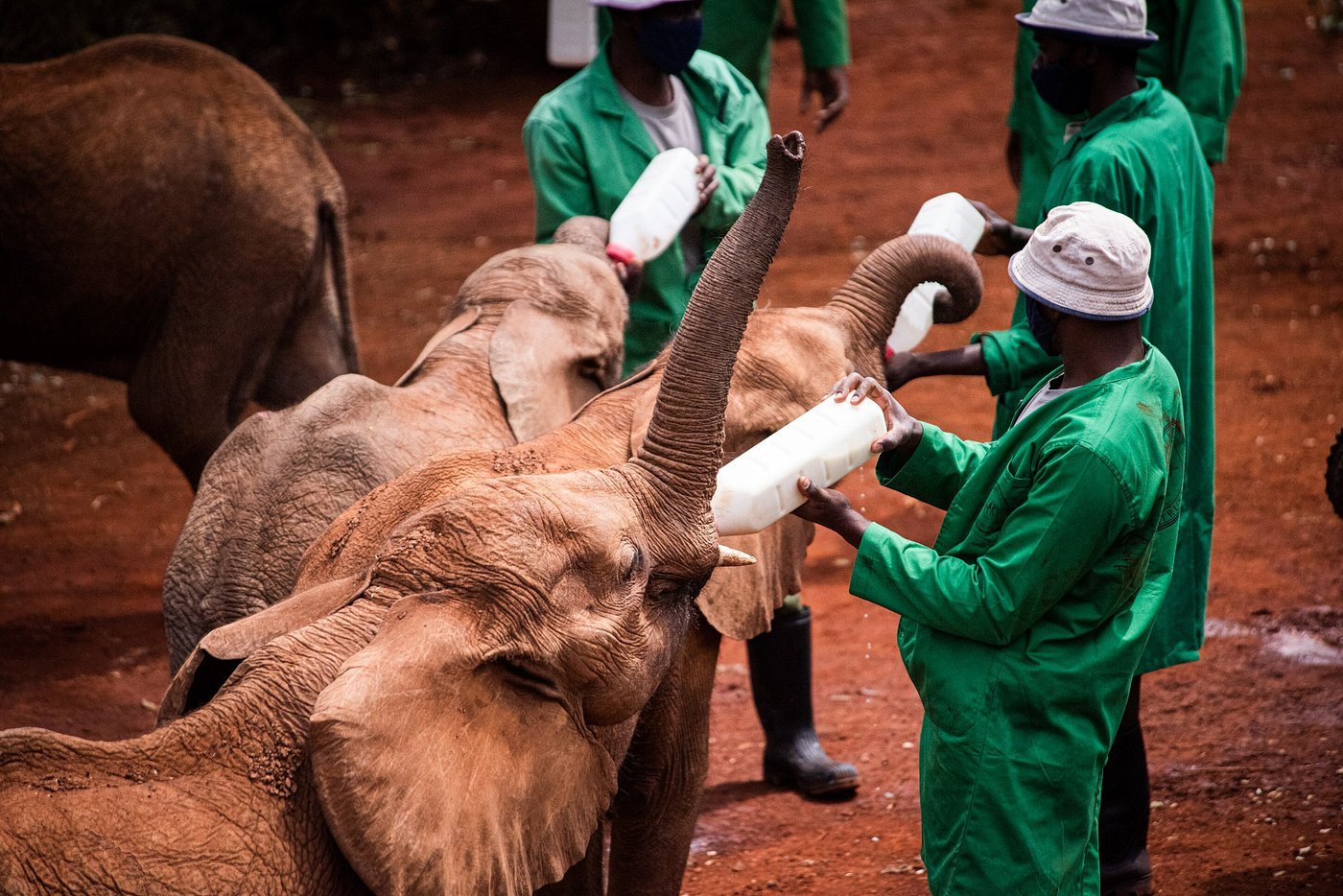 the-orphan-elephants
