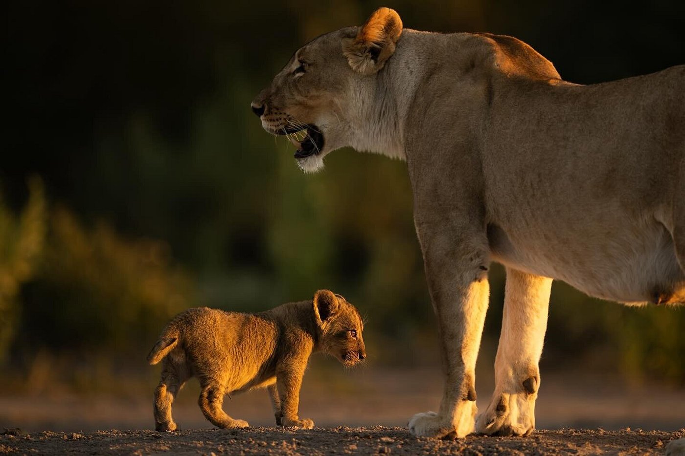 Nairobi National Park