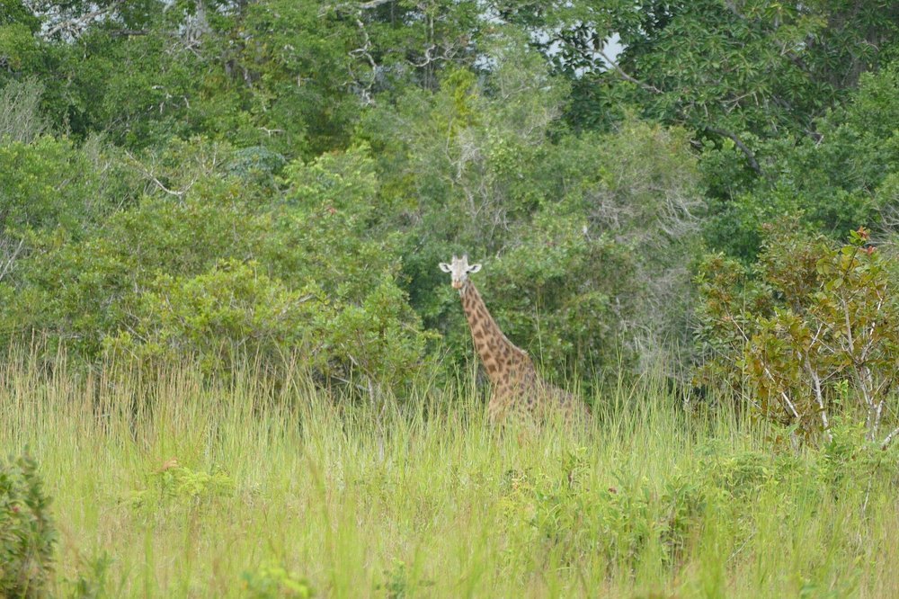 kenya safari packages
