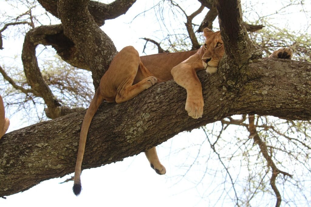 Tanzania Safaris