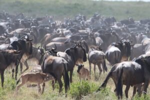 10-Day Luxury Kenya–Tanzania Safari