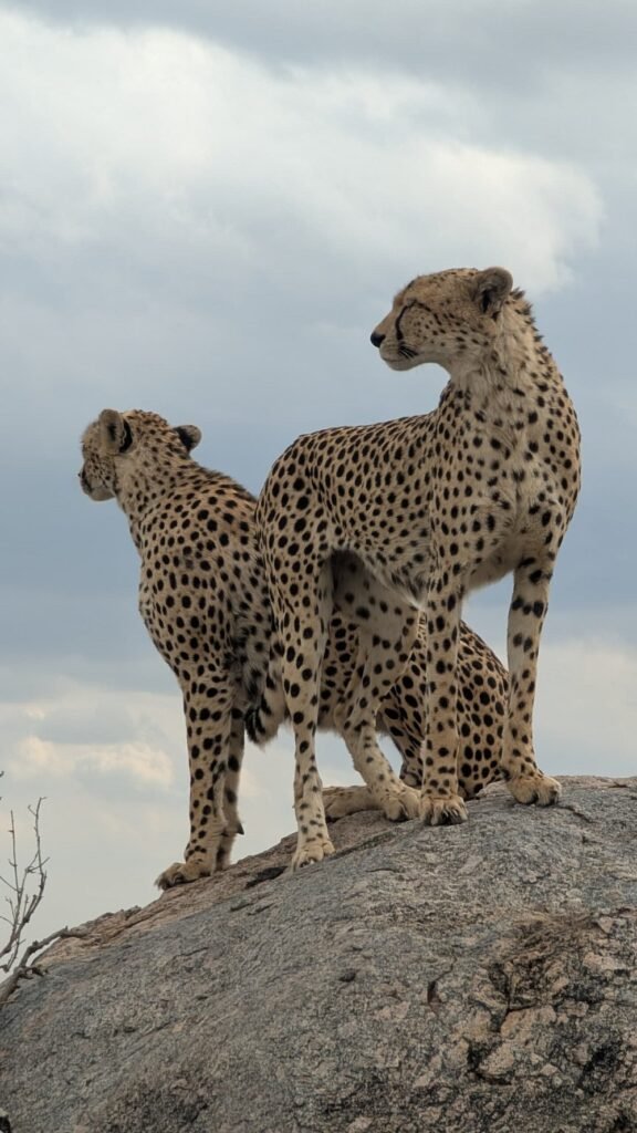 Kenya–Tanzania Safari