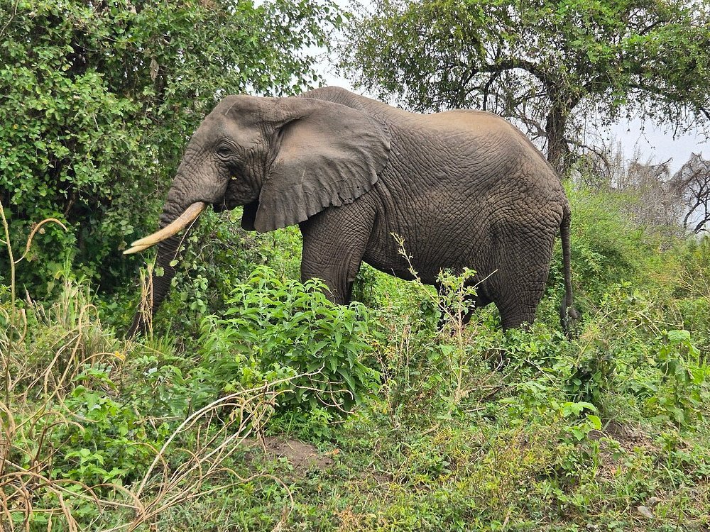 Tanzania Safaris