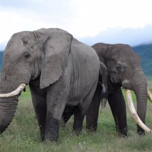 Kenya–Tanzania Safari