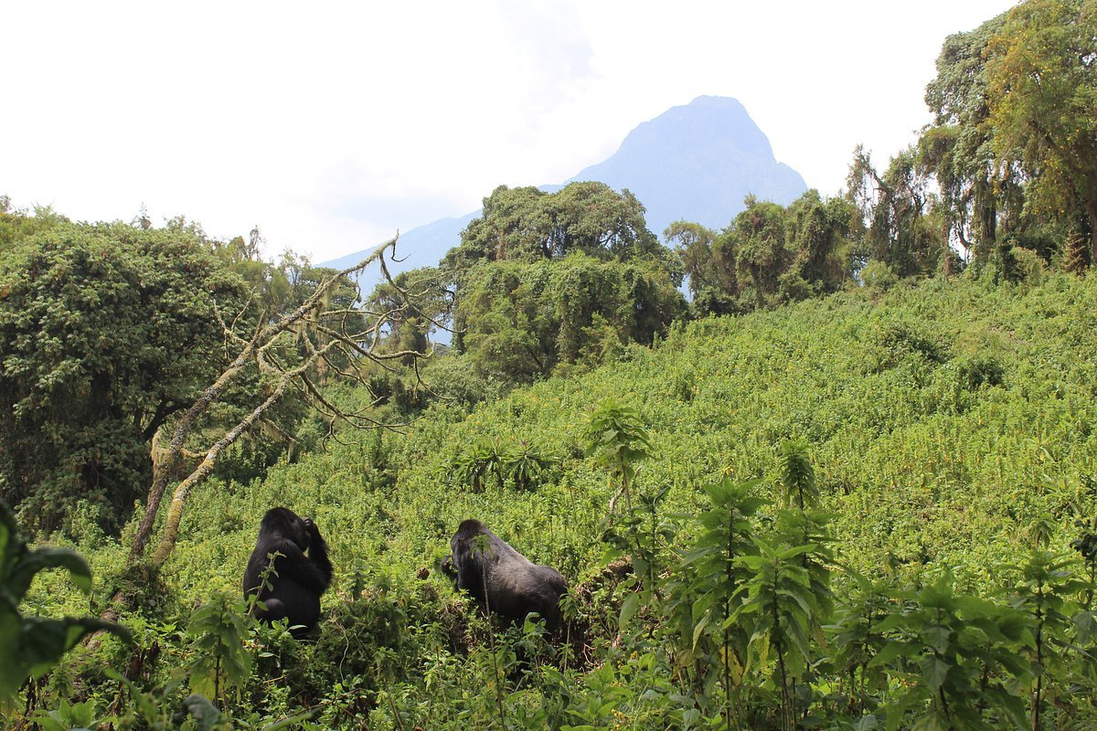 rwanda safari