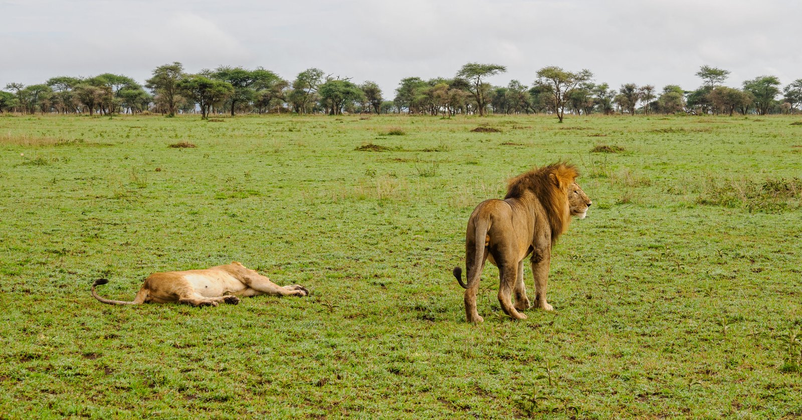 Tanzania Safaris packages