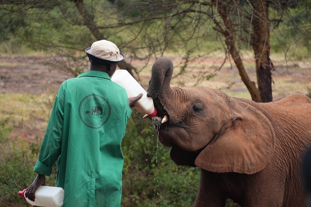 kenya safari
