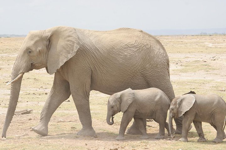 Amboseli National Park